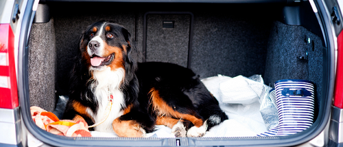 Hunde und Autos – Unsere Tipps und Tricks